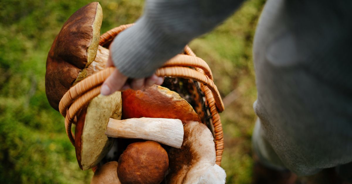 pilze, pilzesammeln, polen, pilzesammeln in polen