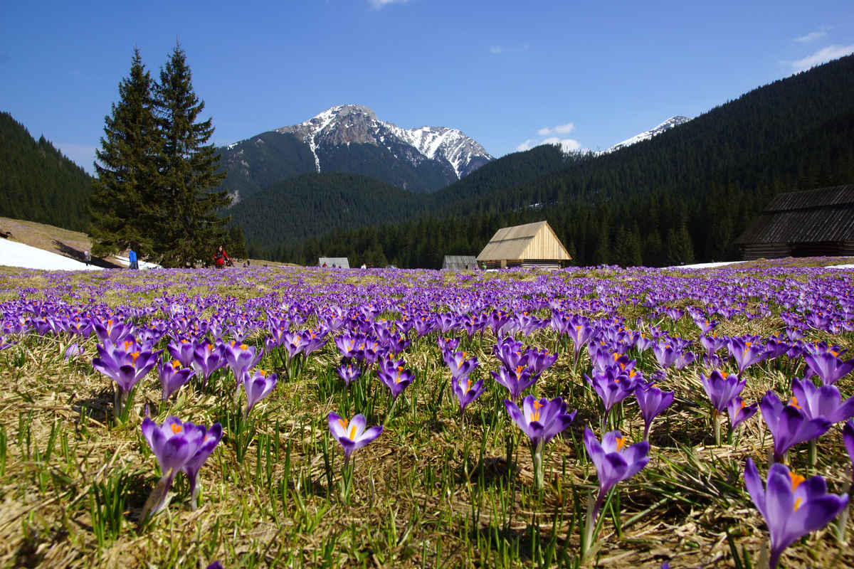 Krokusse in der Tatra