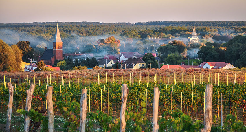 Lebuser Weinzentrum bei Zielona Góra. Foto: Piotr Pienkowski