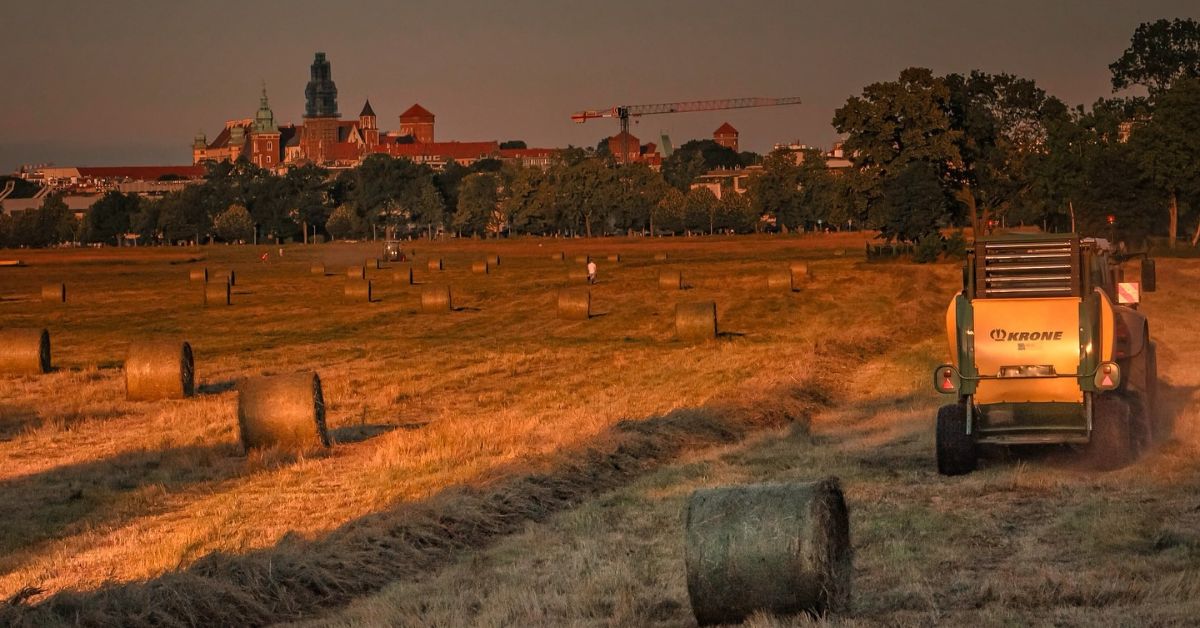 Błonia-Wiesen, krakau, maehen der błonia-Wiesen