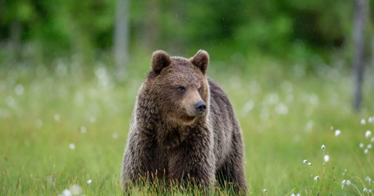 Westtatra, Baer in der Tatra, Gipfel Nosel