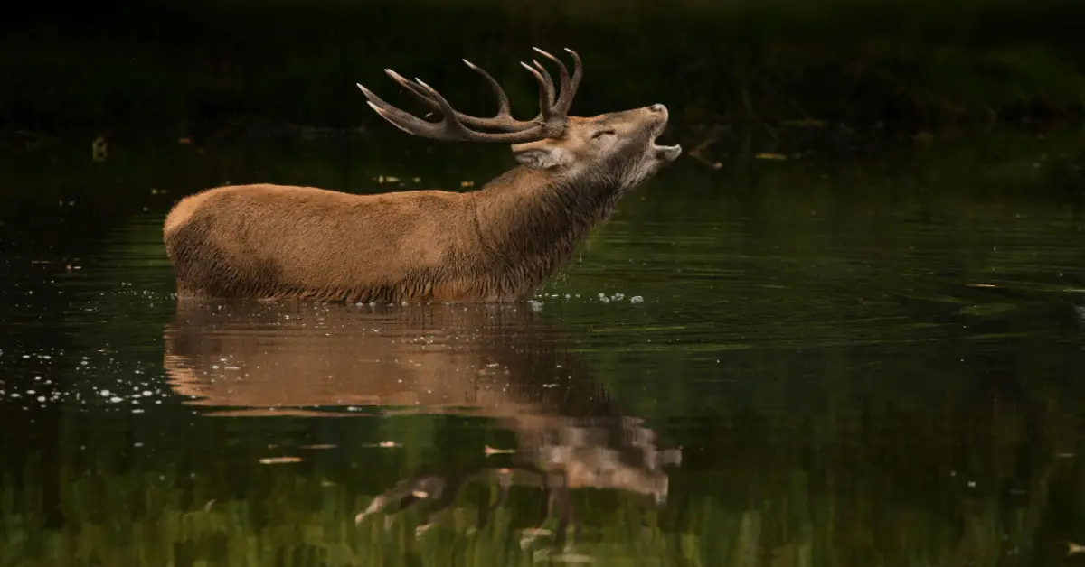 Hirsch im Teich, Hirsch in der Tatra