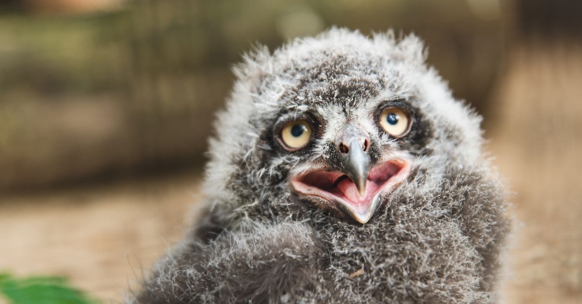 Breslauer Zoo, Schnee-Eule, Schnee-Eulen im breslauer Zoo, NAchwuchs im Breslauer Zoo