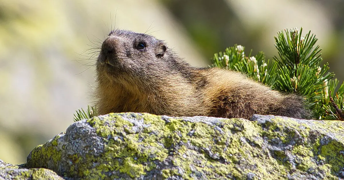 Murmeltiere in der Tatra, Tatra-Gebirge