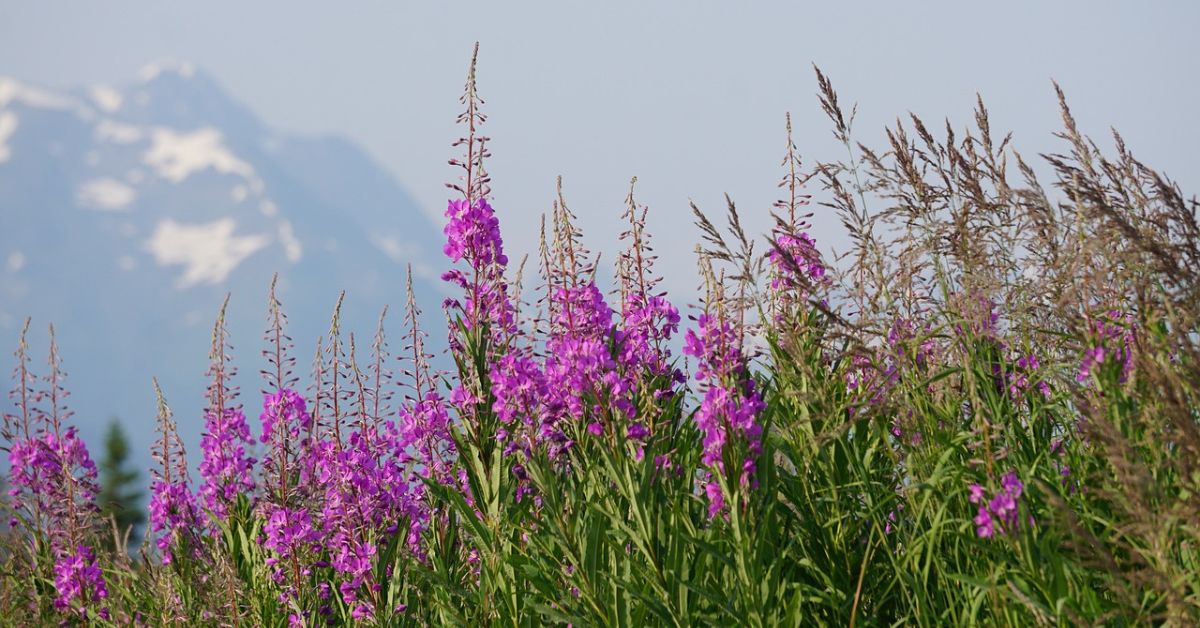 Weidenröschen, Tourismus, Polen, Tatra, Natur, Urlaub