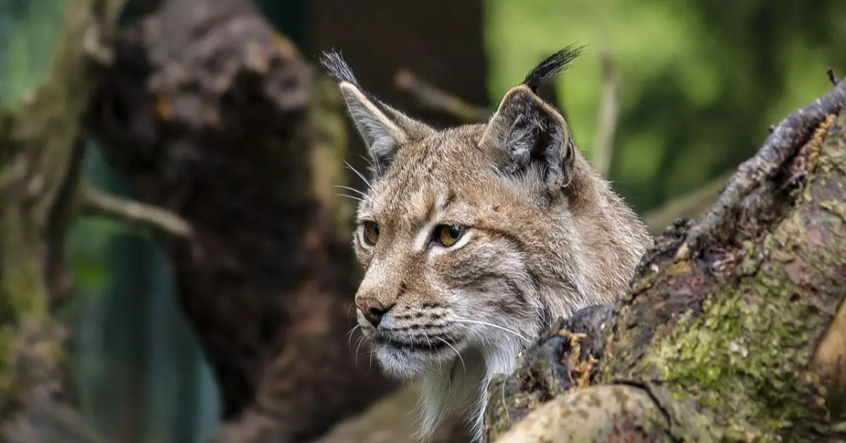 Luchs