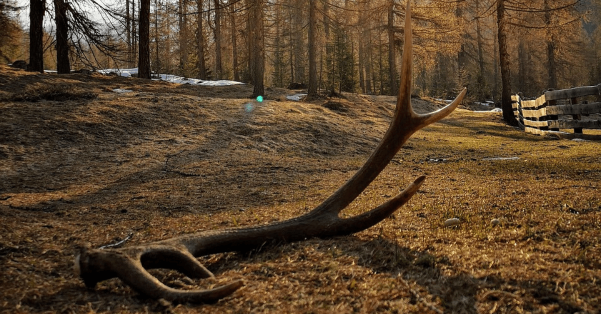 polen, geweih, hirschgeweih