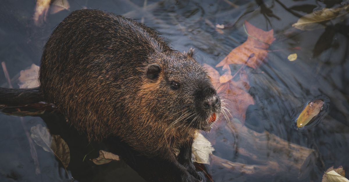 biber, bóbr, tier, herbst, herbsblatt, see, wasser