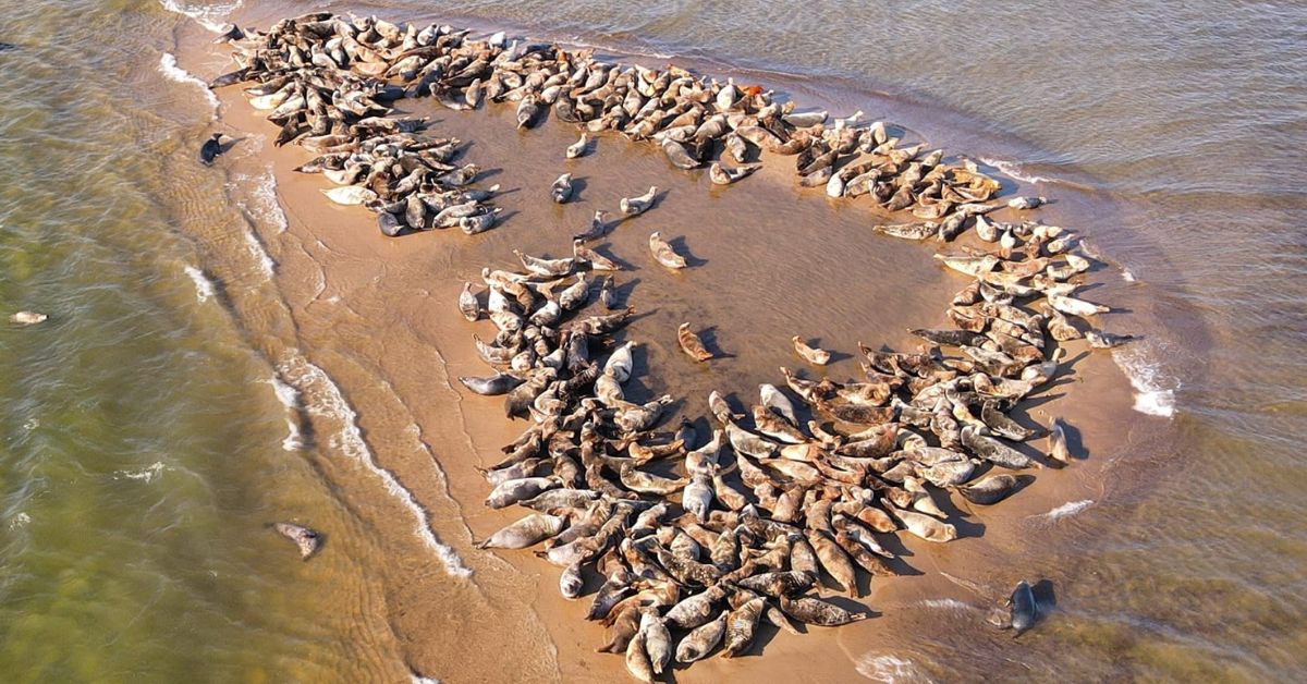 robben, seehunde, ostsee, foki, bałtyk, sonne, insel