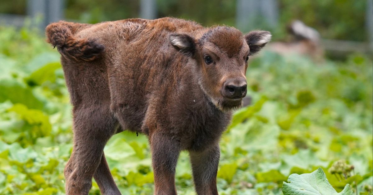 wisent, wisentjenges, wisent-Baby, białowieża-Urwald