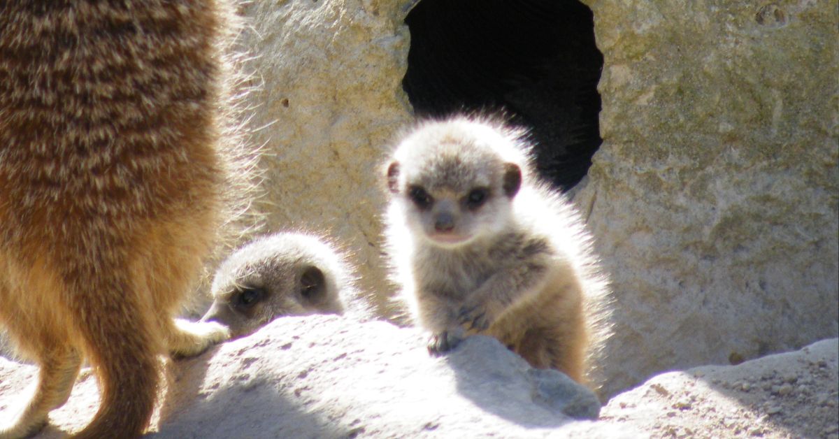 Erdmännchen, junges, kleine Erdmännchen, tiere, zoo