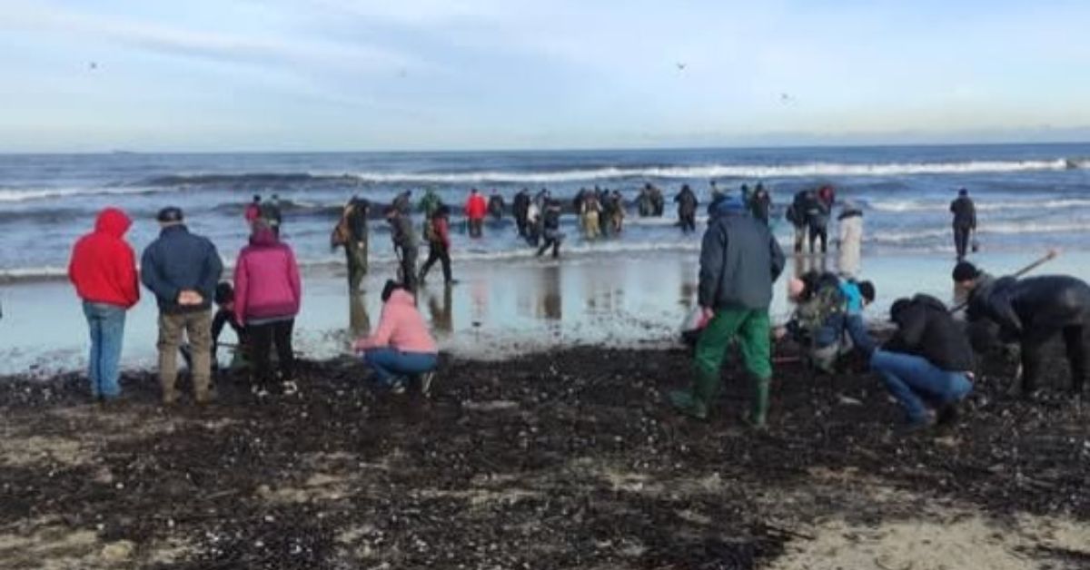 die Ostsee, polen, tourismus, Gold der Ostsee, Bernsteine, Bernsteinsuche, polnische OStseekueste