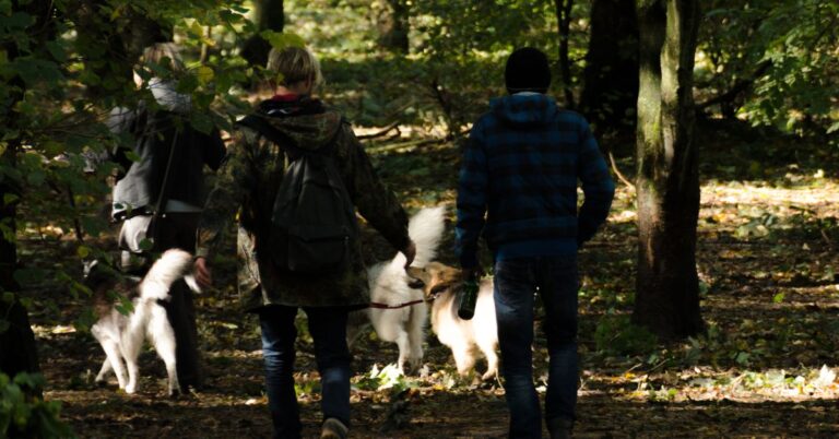 hunde, spaziere im wald, hunde, nationalpark, wald, hundeverbot, natur