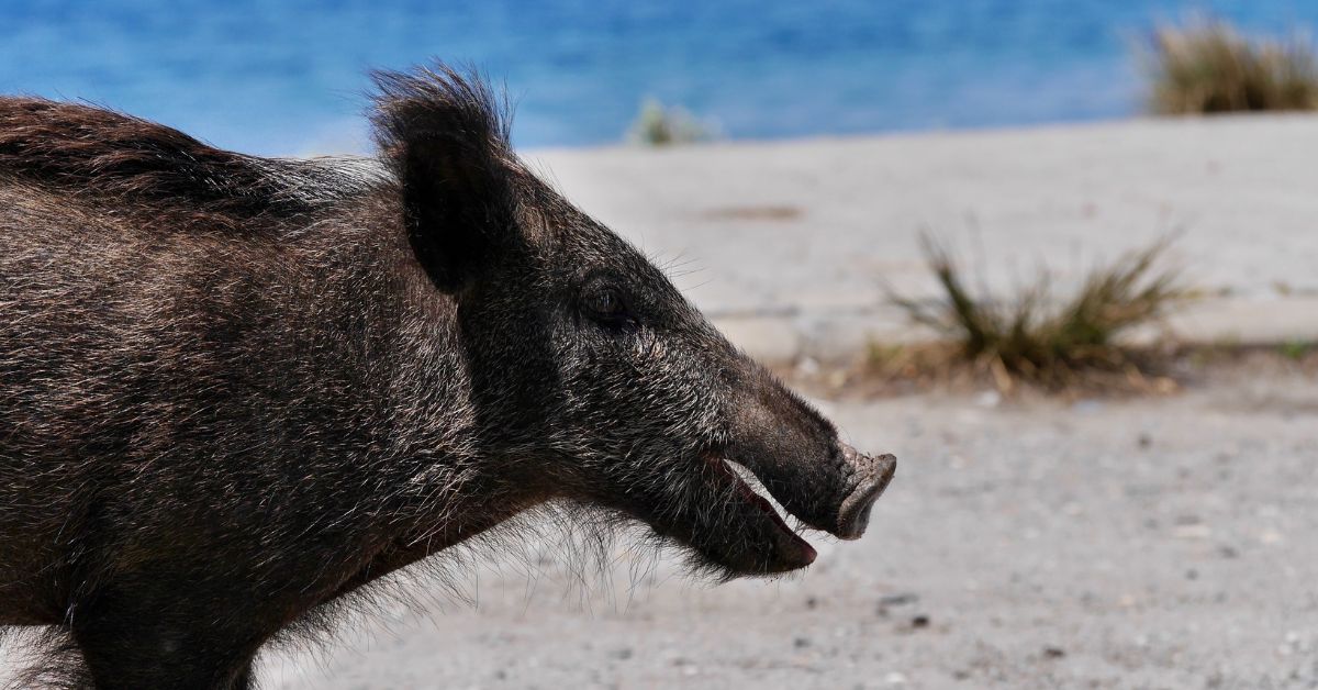 wildschwein, strand, meer, see, wildschwein am strand