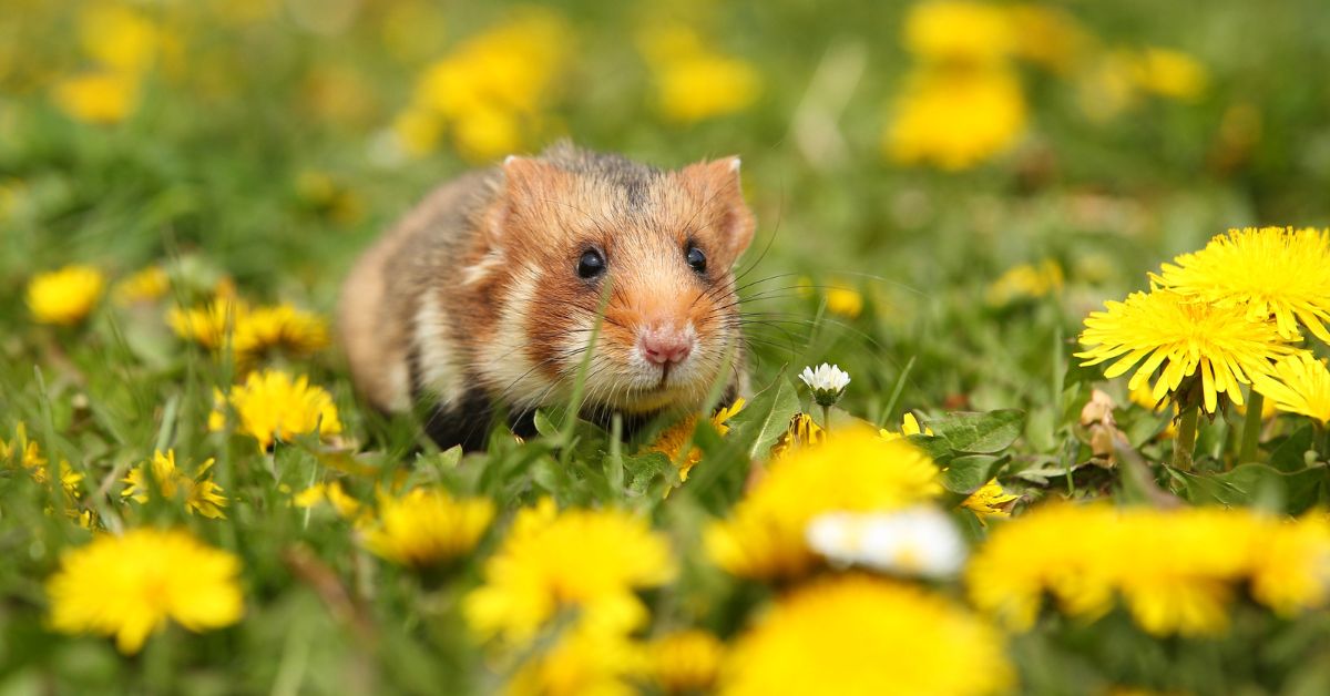 Hamster, Zoo, Wrocław, Breslau, Feldhamster, Polen, Erhaltungszucht, Zoo in Wrocław, Zoo in Breslau, Zoo Breslau, Zoo Wrocław, Feldhamster im Zoo, kleine Feldhamster,