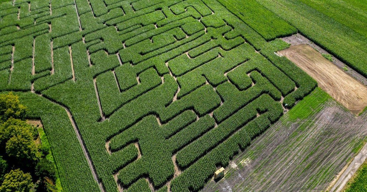 labirynth, maisfeld, labirynth im maisfeld, escape room, magnice, magnitz, breslau