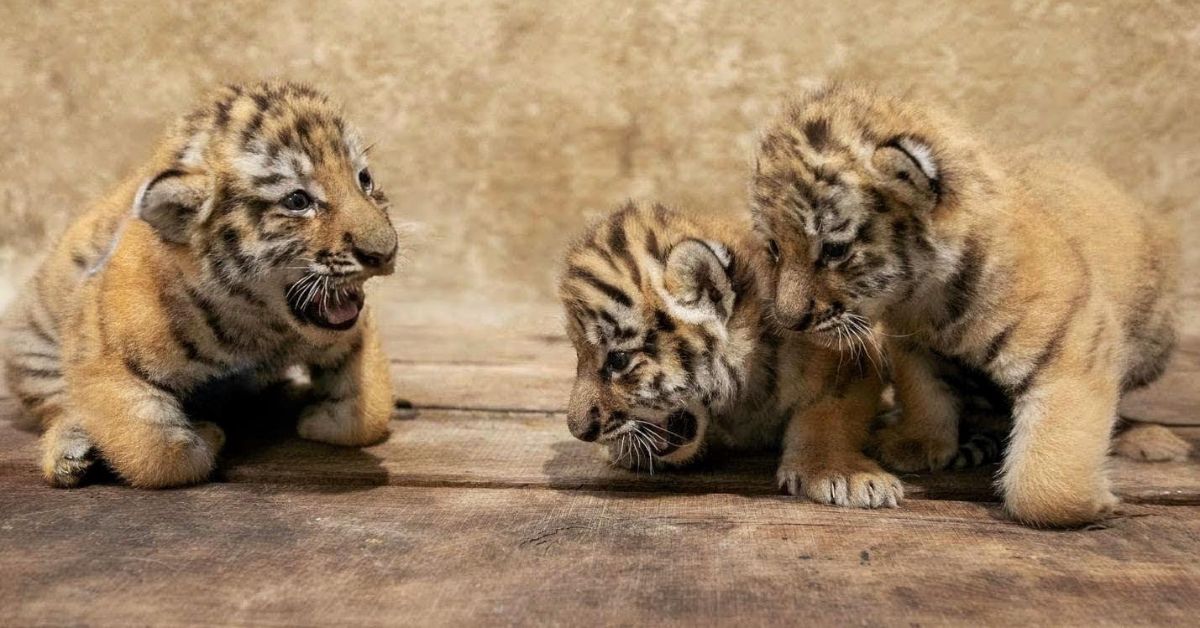 Amurtiger, Opole, Oppeln, Zoo, Zoo in Opole, Zoo in Oppeln, Oppelner Zoo, Amurtiger-Babys, Nachwuchs im Oppelner Zoo, polen,