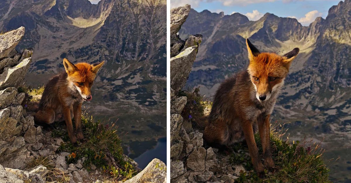 Tatra, Tatra-Berge, Fuchs, Fuchs in der Tatra, Liptauer Grenzberg, Polen, Begegnung mit einenm Fuchs, Begegnung mit wilden Tierern, Begegnung mit einem Fuchs in der Tatra, Tatra-Nationalpark,