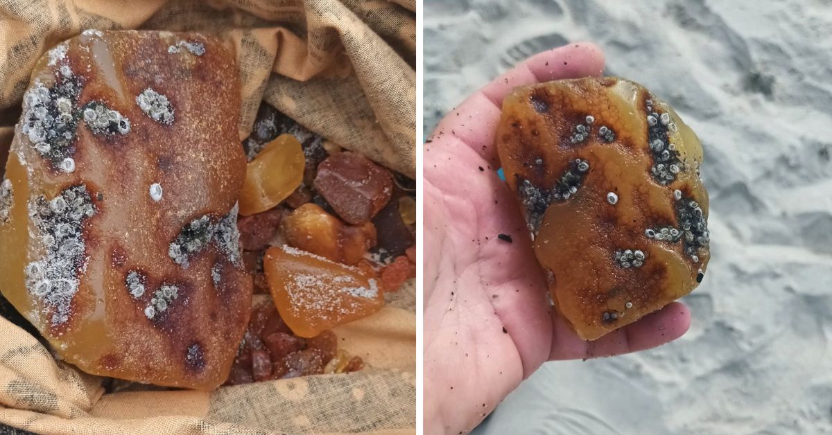 bernstein, ostsee, strand, steine, fund, schatz der ostsee