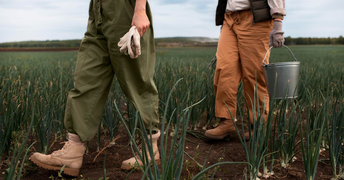 saisonarbeit, saison-arbeiter, arbeit auf dem feld