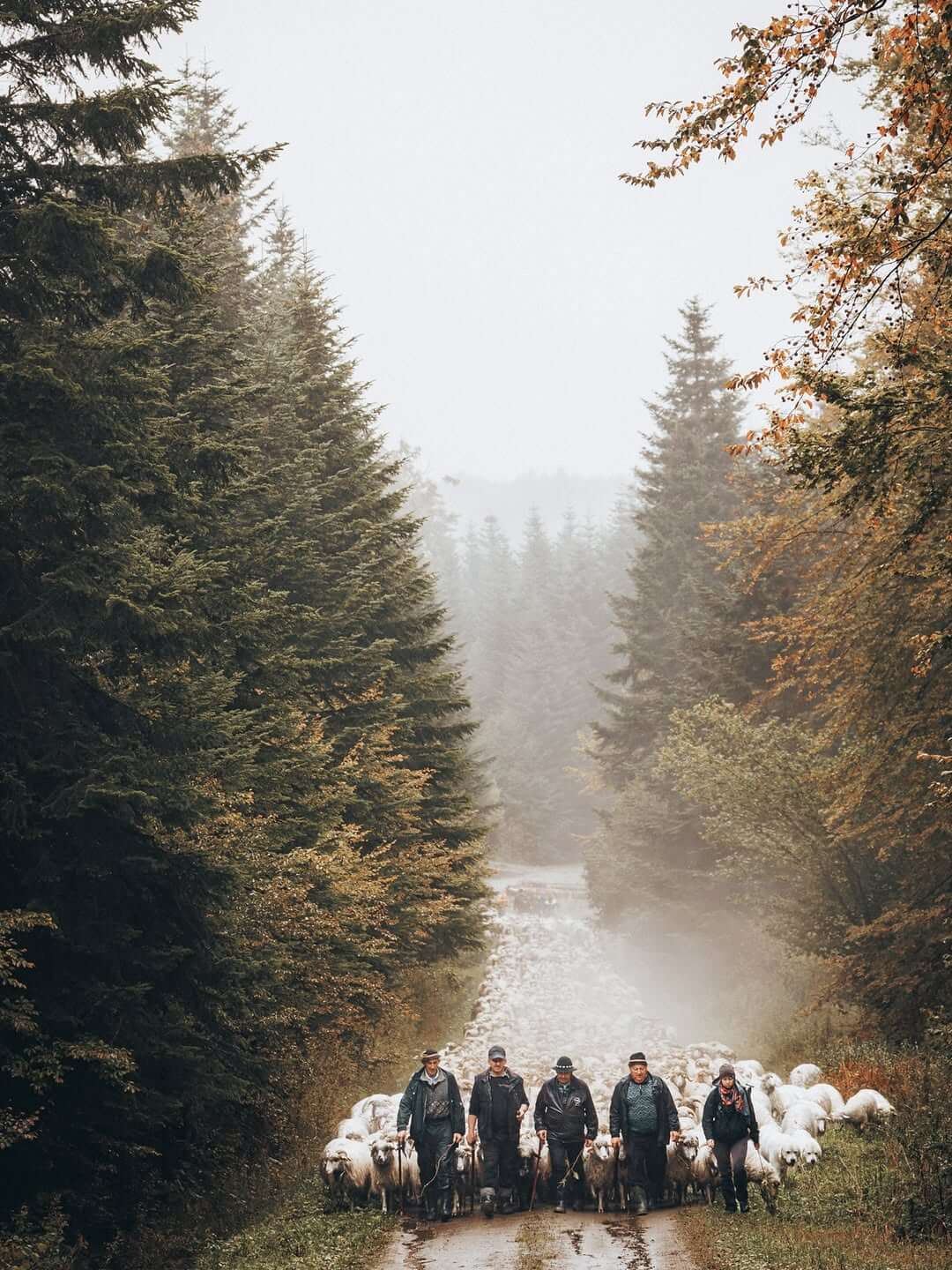 Almabtrieb, Redyk, Polen, Małopolska, Kleinpolen, Zakopane, Szczawnica, Podhale, Tatra, Pieninen, Almabtrieb Polen, Almabtrieb Kleinpolen, Almabtrieb Zakopane, Almabtrieb Szczawnica, Herbst-Almabtrieb Polen, Schafabtrieb Polen, Traditionelle Almabtriebe Polen, Redyk Małopolska, Podhale Kultur, Hirtenfest Zakopane, Goral-Kultur, Bergtraditionen Polen, Tatra Region, Małopolska Reisen, Herbst in Polen, Polnische Berge, Polnische Folklore, Tourismus in Polen, Südpolen, Polnische Volksfeste, Hirtenkultur, Schafe, Brauchtum Polen, Almabtrieb Tradition, Reisetipps Polen,