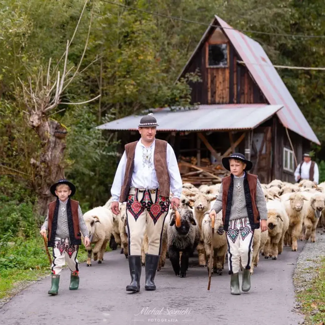 Almabtrieb, Redyk, Polen, Małopolska, Kleinpolen, Zakopane, Szczawnica, Podhale, Tatra, Pieninen, Almabtrieb Polen, Almabtrieb Kleinpolen, Almabtrieb Zakopane, Almabtrieb Szczawnica, Herbst-Almabtrieb Polen, Schafabtrieb Polen, Traditionelle Almabtriebe Polen, Redyk Małopolska, Podhale Kultur, Hirtenfest Zakopane, Goral-Kultur, Bergtraditionen Polen, Tatra Region, Małopolska Reisen, Herbst in Polen, Polnische Berge, Polnische Folklore, Tourismus in Polen, Südpolen, Polnische Volksfeste, Hirtenkultur, Schafe, Brauchtum Polen, Almabtrieb Tradition, Reisetipps Polen,