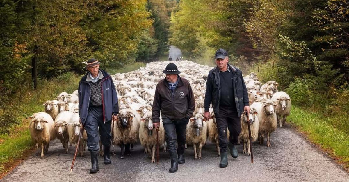 Almabtrieb, Redyk, Polen, Małopolska, Kleinpolen, Zakopane, Szczawnica, Podhale, Tatra, Pieninen, Almabtrieb Polen, Almabtrieb Kleinpolen, Almabtrieb Zakopane, Almabtrieb Szczawnica, Herbst-Almabtrieb Polen, Schafabtrieb Polen, Traditionelle Almabtriebe Polen, Redyk Małopolska, Podhale Kultur, Hirtenfest Zakopane, Goral-Kultur, Bergtraditionen Polen, Tatra Region, Małopolska Reisen, Herbst in Polen, Polnische Berge, Polnische Folklore, Tourismus in Polen, Südpolen, Polnische Volksfeste, Hirtenkultur, Schafe, Brauchtum Polen, Almabtrieb Tradition, Reisetipps Polen,