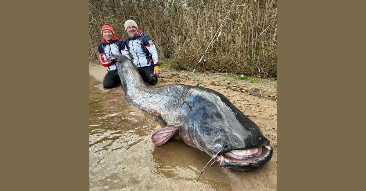 Rybnik, Polen, Weltrekord, Der größte Wels der Geschichte, Polnische Angelakademie, Rybniker Stausee, Zalew Rybnicki, Wels, Rekordfang, Welsrekorde,