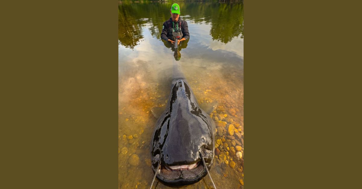 Riesenwels, Polen, Oder, Piotr Boufał, Europäischer Wels, riesiger Wels, Welsfischen, Rekordexemplare, Wels, Wels Rekordexemplare,