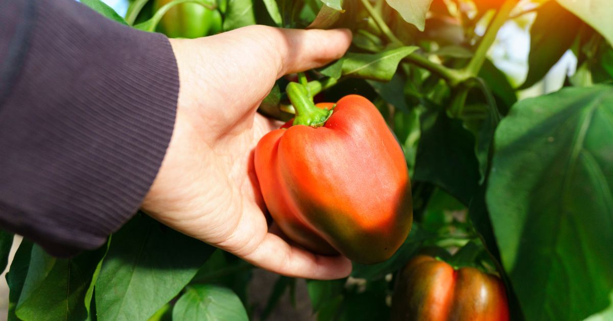 ernte, paprika, gem2se, selbstpflückaktion, landwirtschaft