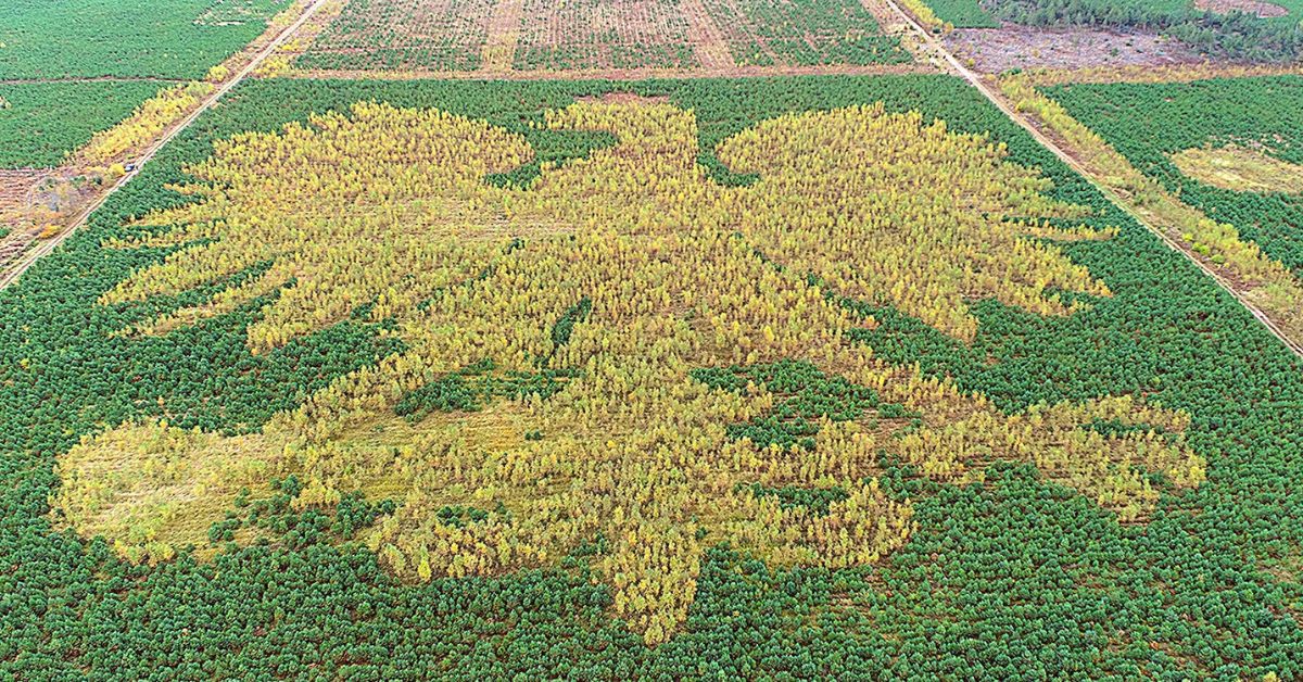 forstverwaltung lippusch, nadlesnictwo lipusz, adler aus bäumen, kunstwerk, natur, wald