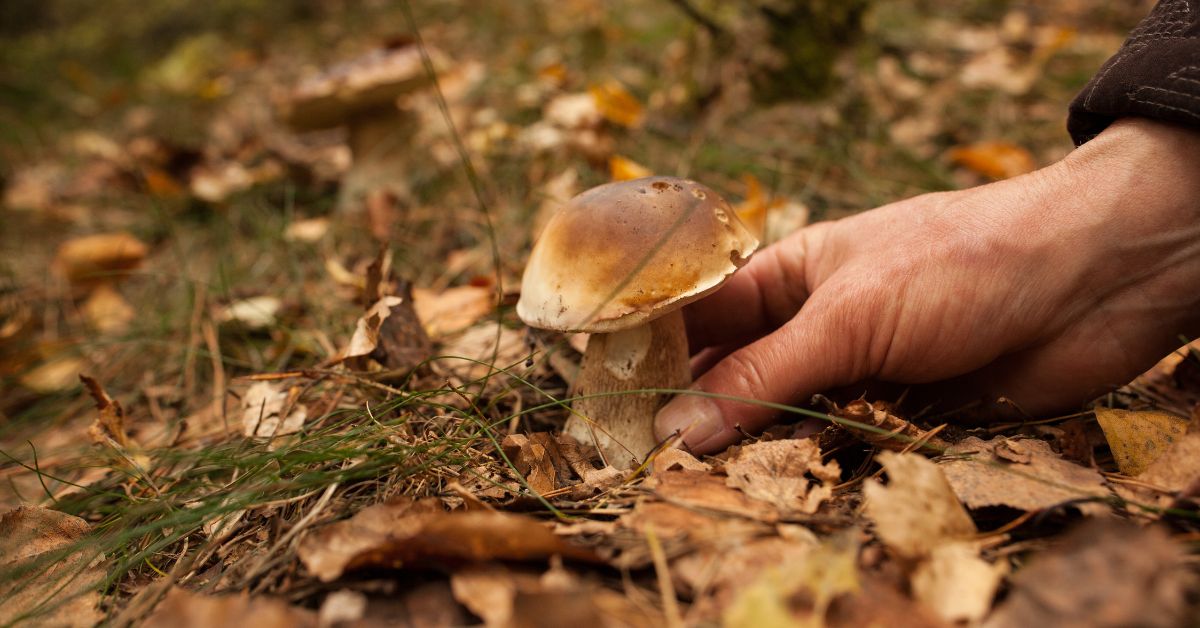 pilz, wald, waldpilz, pilzsaison, pilze sammeln, pilze sammeln in polen, herbst