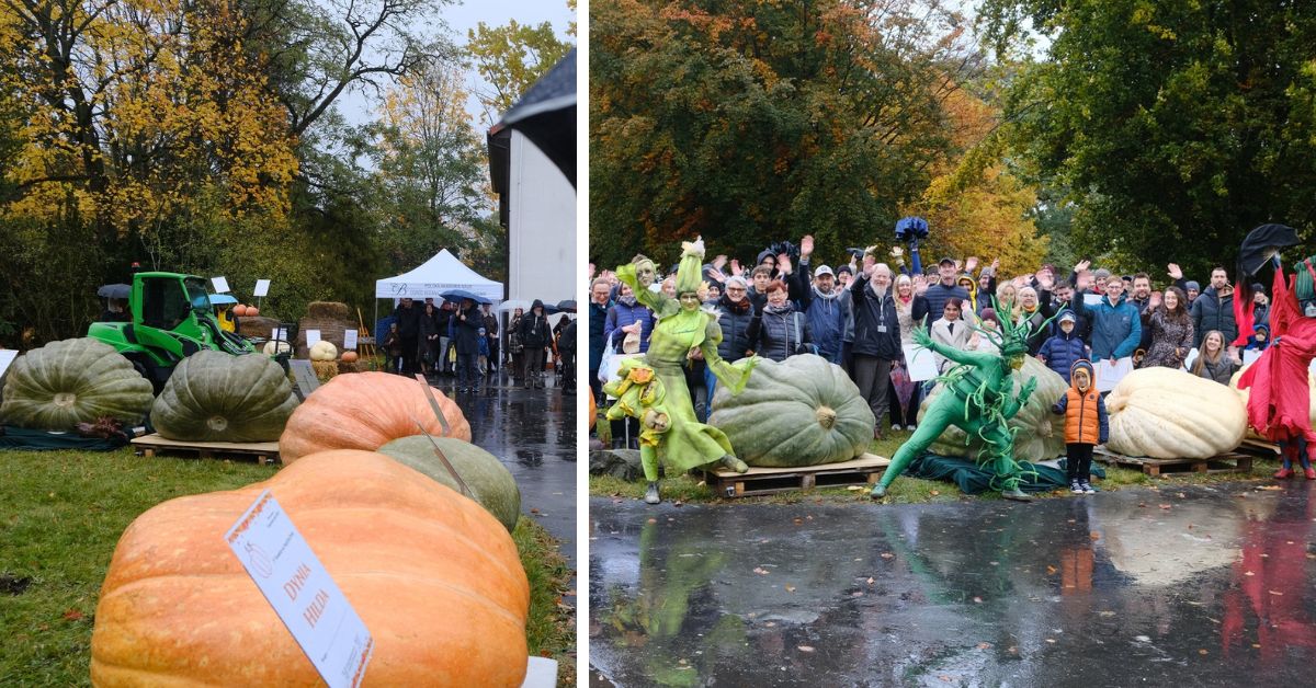 riesenkürbis, kürbis, wettbewerb, powsin