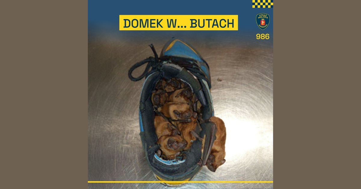 Fledermäuse, Warschau, Stadtpolizei, Ekopatrol, Warszawa, Tiere in Schuhen, außergewöhnlicher Einsatz, Polen,