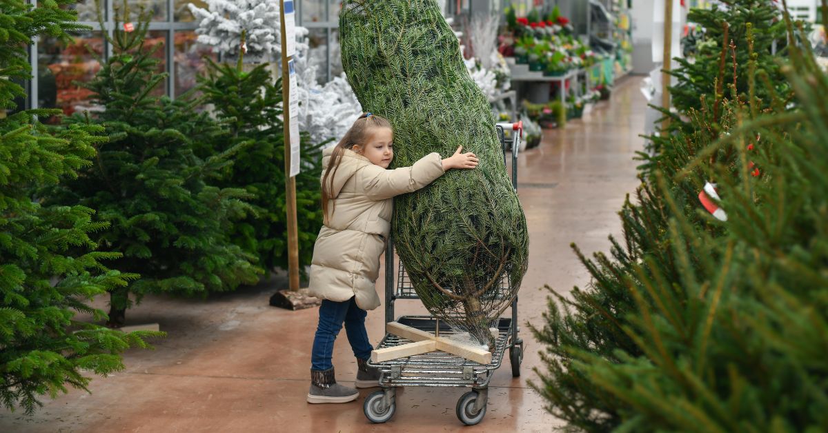 weihnachtsbaum, kauf einer tanne weihnachten, weihnachtsbaum preis