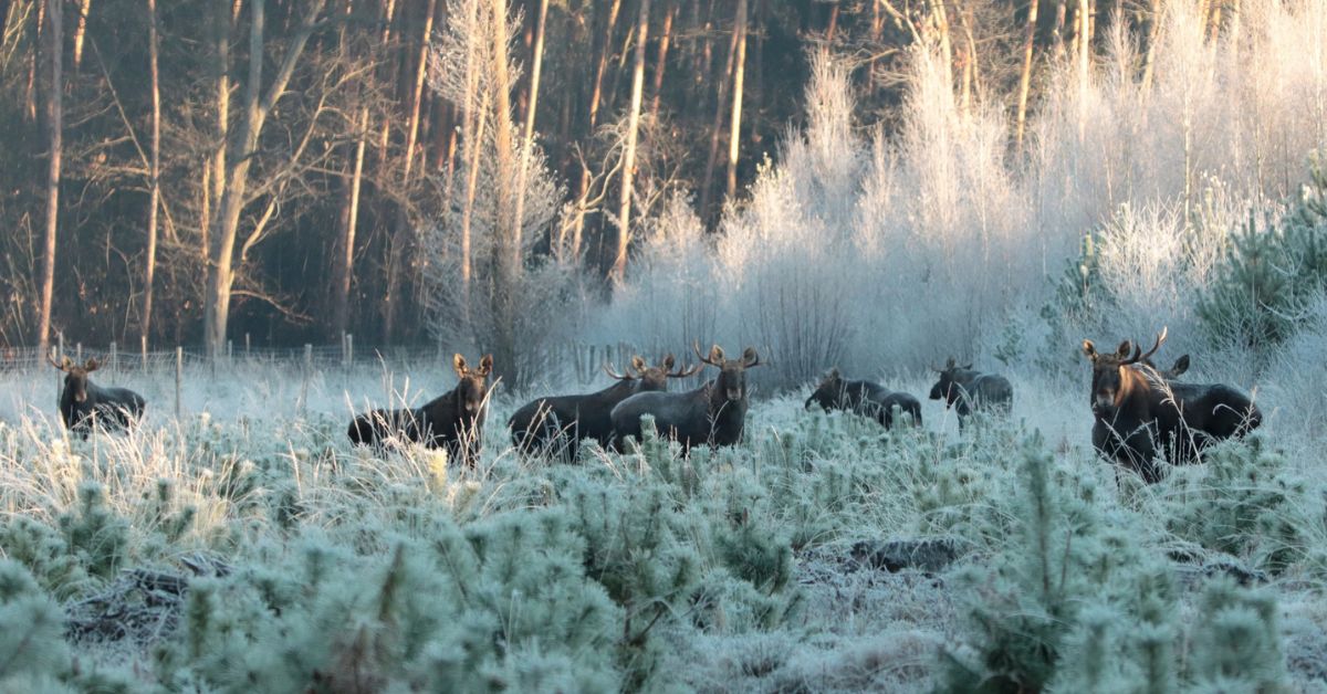 elche, elche in polen biebrza-sümpfe, wald, polen, Dąbrowa Tarnowska