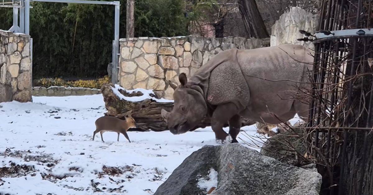 Zoo Breslau, Wrocław Zoo, chinesischer Muntjak, indisches Nashorn, Tierbegegnung Zoo, Polen, Zoo Polen, ungewöhnliche Tierbegegnung, Wrocław, Breslau, Zoo, Muntjak kontra Nashorn,