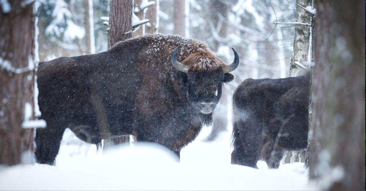 wisent, wald, natur, karpatenvorland, bieszczady