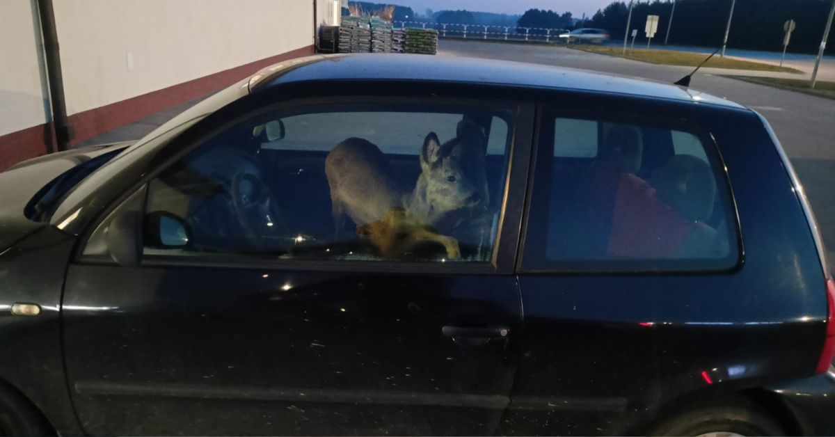 Reh im Auto Polen, Verkehrskontrolle Polen Polizei, Góra Świętej Anny, Reh, Polen, Sankt Annaberg, Polizei in Polen, Reh im Auto,