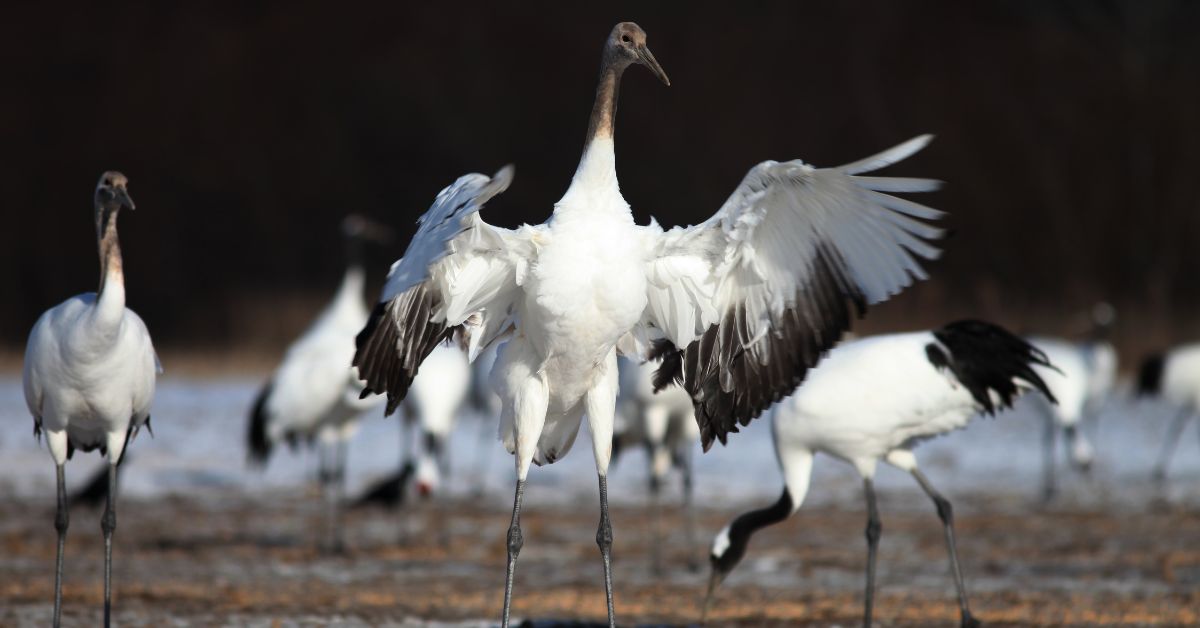 Kranichtanz Polen, Janower Wälder, Kraniche Südostpolen, Frühling in Polen, Naturphänomen Polen, Kranich Balzritual, Vogelbeobachtung Polen, Polen, Kraniche, Kranichtanz, Sandomirer Becken,