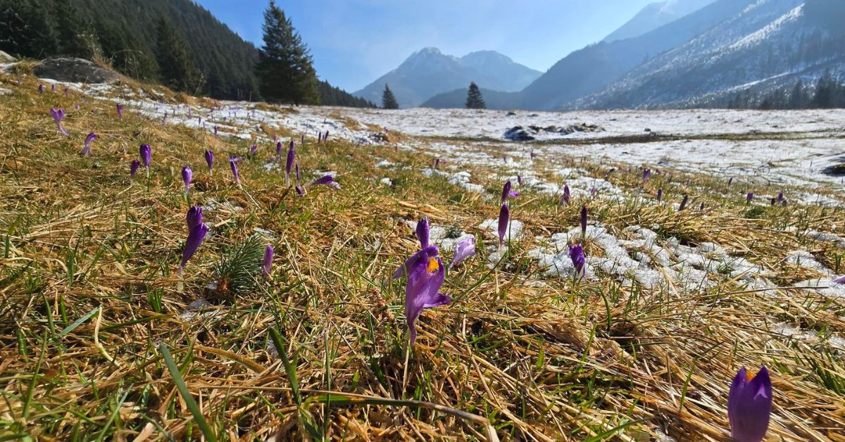 Podhale Frühling, Krokusse Polen, Tatra Krokusblüte, Chochołowska Tal Krokusse, Dzianisz, Kościelisko, Tatra Nationalpark Krokusse, Krokusblüte Tatra 2026, Krokusse, Podhale, Polen,
