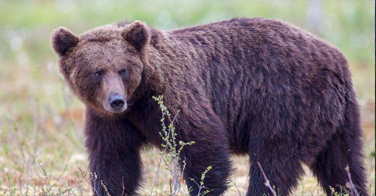 bär, karpatenvorland, tiere, wald, tierwelt