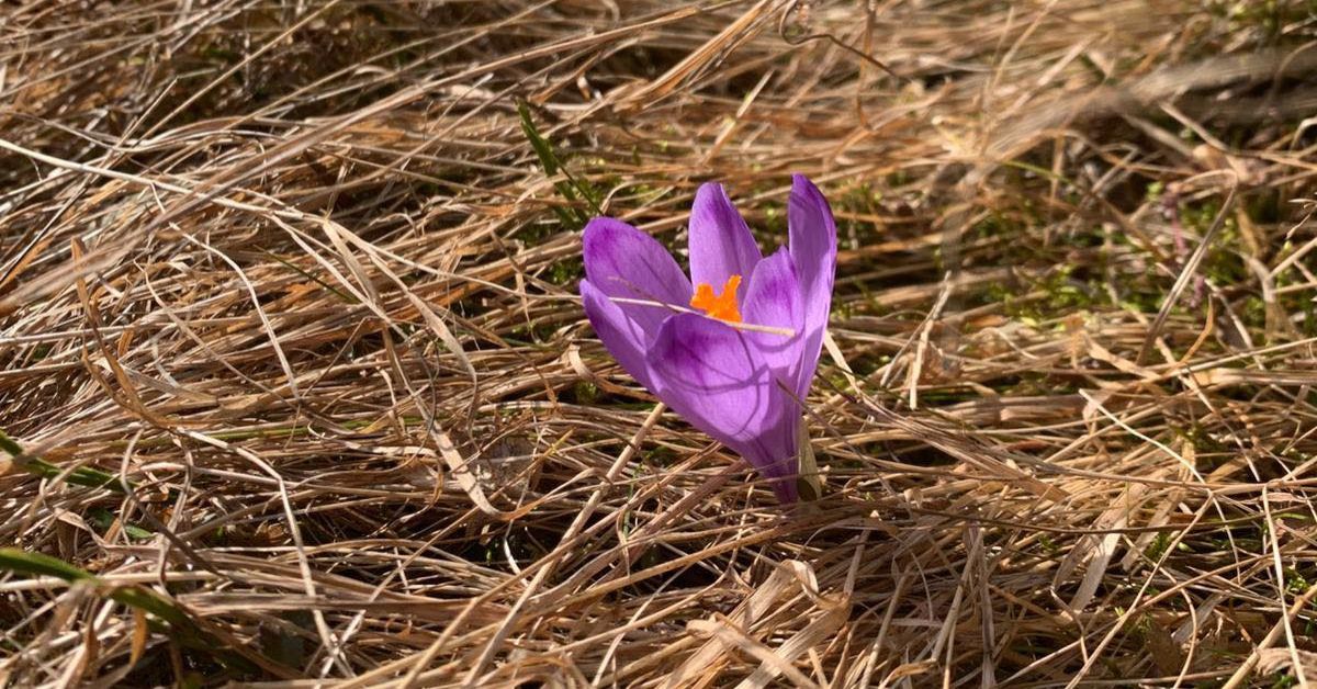 Krokusse Tatra, Tatra Nationalpark Krokusse, Frühling Tatra Polen, Krokusse Chocholowska Tal, Krokusse Polen, Tatra, Tatra Nationalpark, Polen, Krokusse, Frühling, Krokusse in der Tatra,