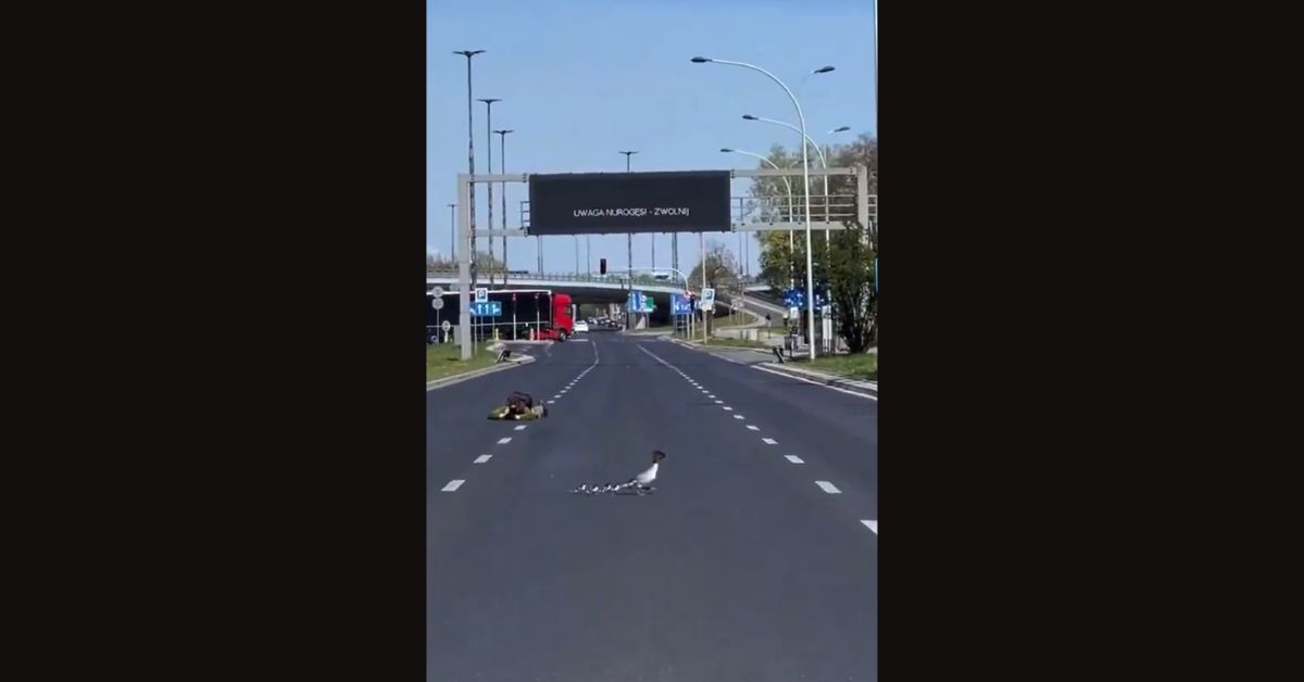 Gänsesäger, Polen, Gänsesäger Warszawa, Warszawa, Warschau, Łazienki-Park, Gänsesäger in Warschau,
