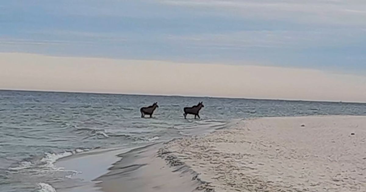 Elche Hel Polen, Elche Ostsee Strand, Elche im Meer Polen, ungewöhnliche Tierbeobachtung Ostsee, Natur Polen Hel, Hela, Hela, Polen, Elche, polnische Ostseeküste,