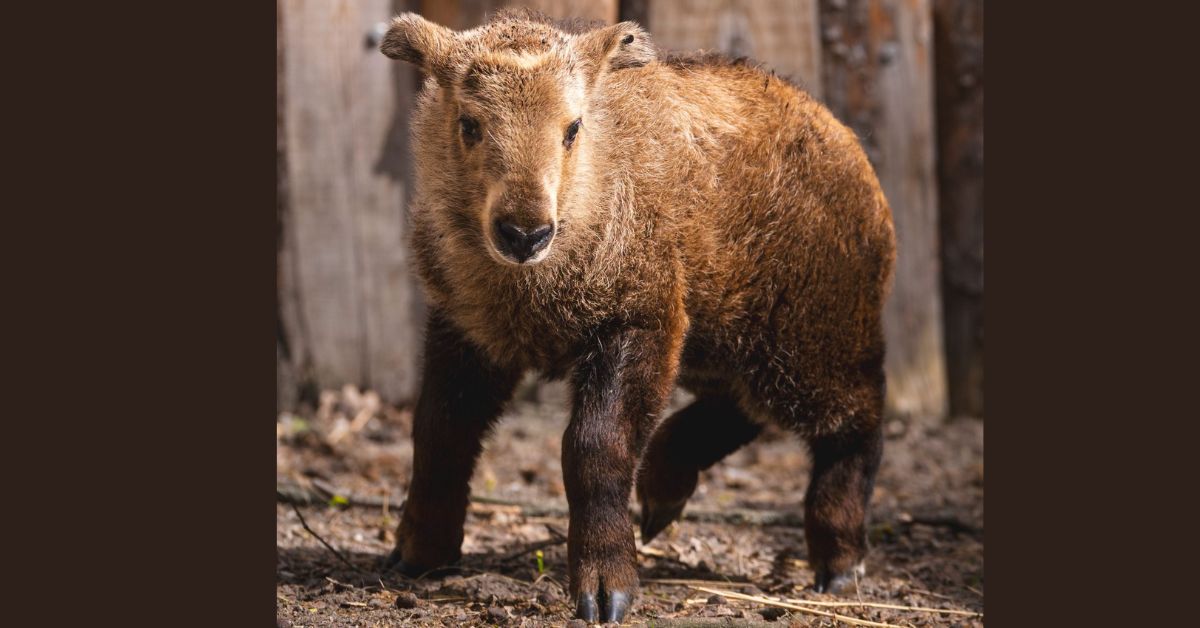 Goldtakin, Zoo Wrocław, Breslau Zoo, seltene Tiere Polen, Tiernachwuchs Polen, Polen, Zoo, Wrocław, Breslau, Zoo in Breslau, Goldtakin in Breslau, Nachwuschs im Zoo Breslau, junges Goldtakin,