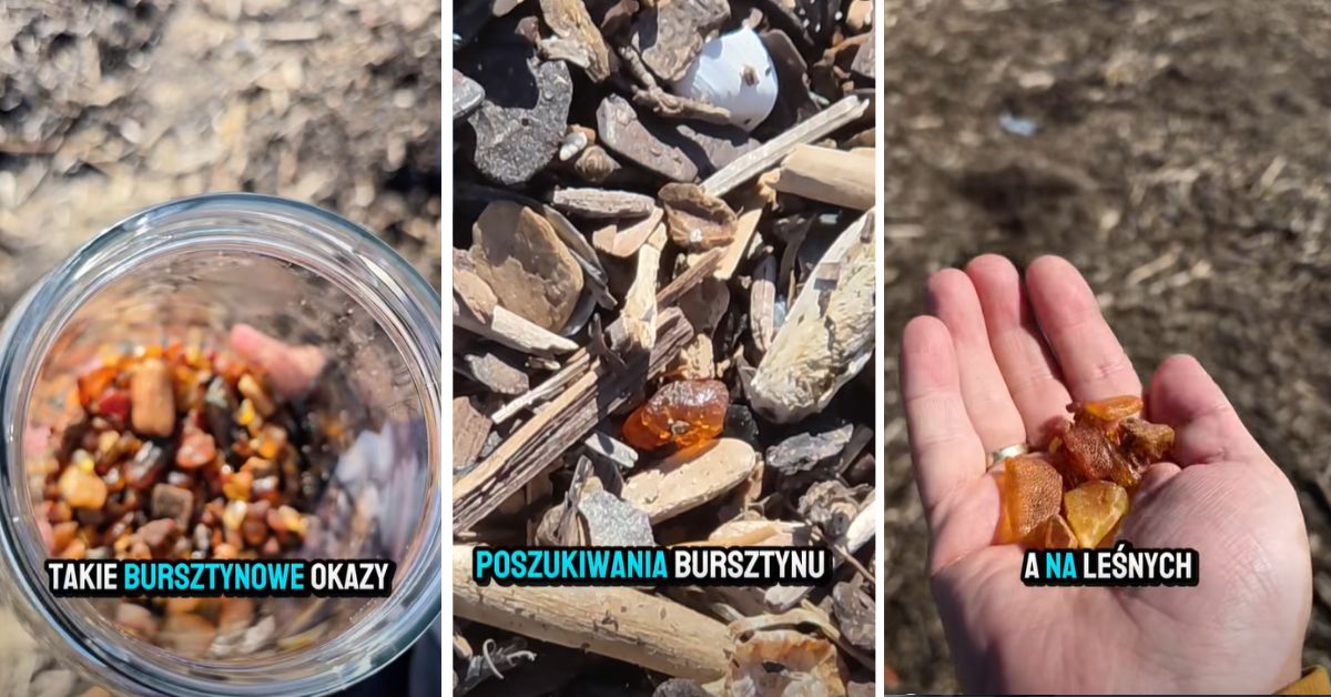 Bernstein Polen, Bernstein Ostsee, Bernstein finden Polen, Mikoszewo Bernstein, Frische Nehrung Bernstein, Gold der Ostsee, Bernstein Strand Polen, Bernstein Suche Ostsee, Bernstein Hotspot Polen, Ostseeküste Polen Bernstein, Bernsteinjagd Polen, Polen, Mikoszewo, Nickelswalde,