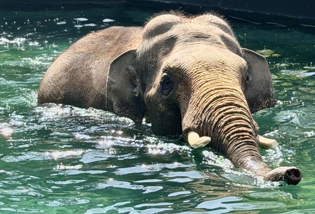 elefant