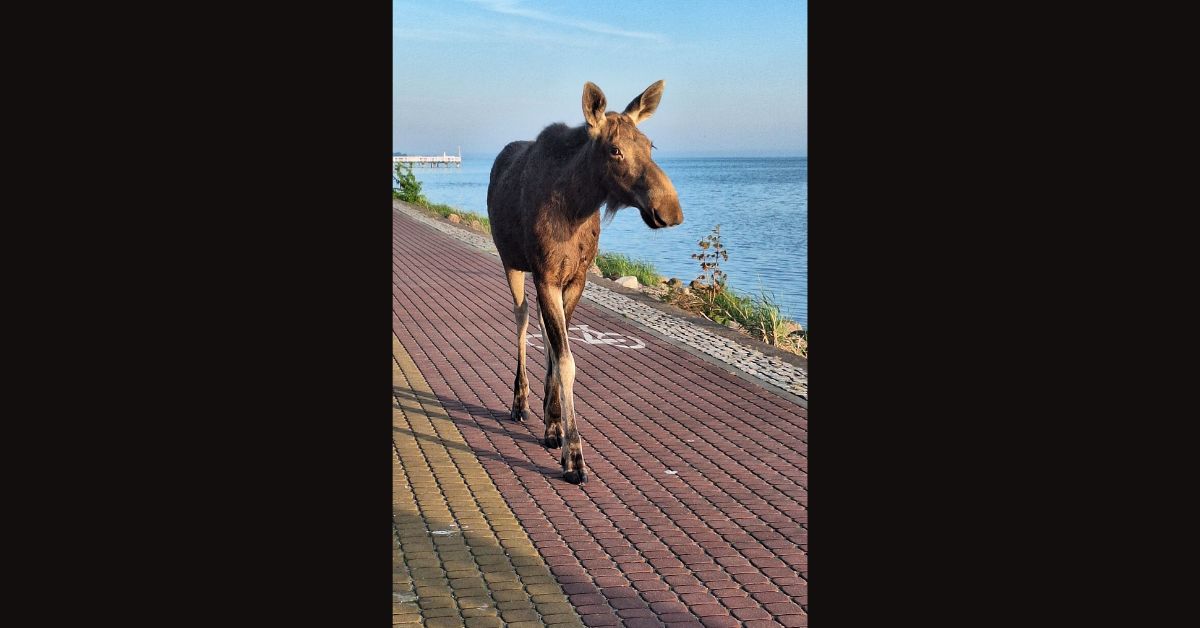 Elche in Jurata, Halbinsel Hela, Elche an der Ostsee, Jurata Polen, Elche Polen, ungewöhnliche Tiersichtung, Ostsee Kurort, wilde Tiere in Polen, Elche am Strand, Elche, Helaheide, Polen,