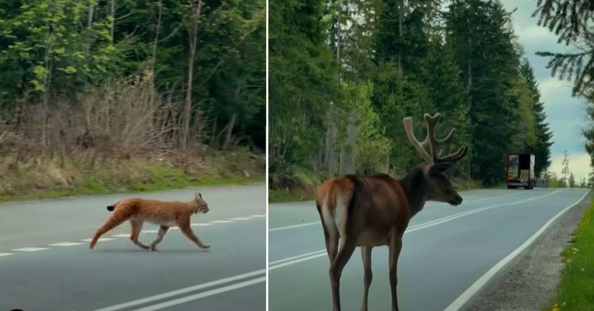 wildtiere